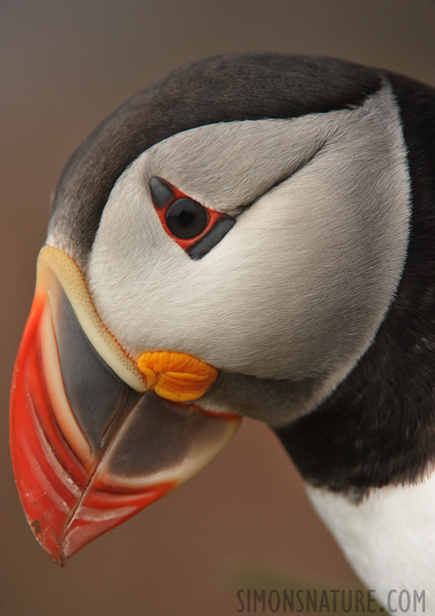 Fratercula arctica naumanii [550 mm, 1/800 Sek. bei f / 10, ISO 800]